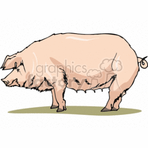 The image is a clipart depiction of a pink pig standing on a green surface. The pig appears to be in profile, with prominent characteristics including a curly tail, a pair of ears, and trotters. It is a stylized representation commonly associated with farm animals.