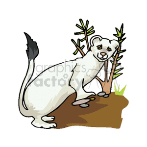 This clipart image features a stylized white weasel or mink with a dark tail tip. It appears to be sitting on a patch of ground with some green plants in the background.