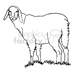 The image shows a white sheep with long ears. The images in a black-and-white drawing. It is standing on grass 