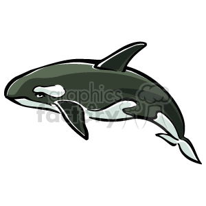 The clipart image features an illustration of a killer whale, also known as an orca. It shows the distinctive black and white color pattern commonly associated with this species, with a predominantly black body and white patches around the eyes, belly, and on the lower part of the body.