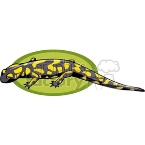 Black salamader with yellow spots