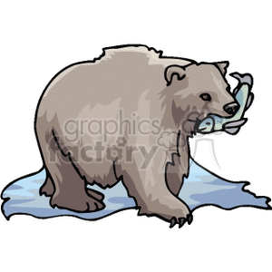 The image shows a brown bear standing on a patch of ice with a fish in its mouth. The bear appears to be in the action of catching or having just caught the fish.