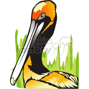 Close up of a pelican standing near tall, green grass