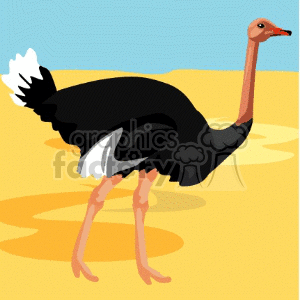 Large ostrich on golden sand