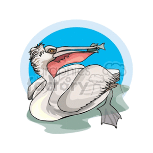Swimming pelican eating fish