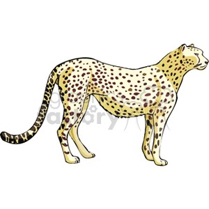 The clipart image shows a spotted big cat that resembles a cheetah, characterized by its lean body, deep chest, long legs, and spotted coat.