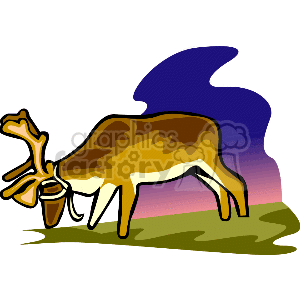 This image depicts a Reindeer with a harness on, grazing in a field. The sky appears darker, so it may be night or sunrise/sunset
