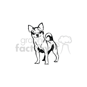 This is a black-and-white clipart image of a Chihuahua. It is standing and facing towards you 