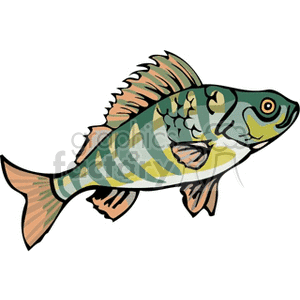 The image is a colorful clipart illustration of a perch fish. The fish is depicted with stripes and fins that suggest it is a freshwater perch.