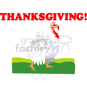 thanksgiving white turkey