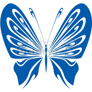 butterfly in blue and white