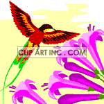 Hummingbird  drinking from flower
