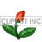 Animated Rose blooming