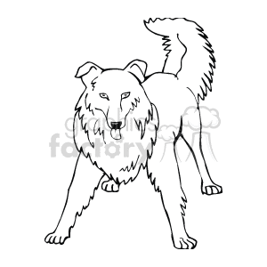 The line art drawing depicts a collie-type dog. It is facing towards you with its tongue out