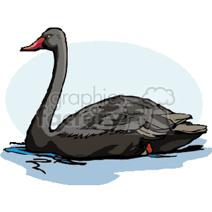 This clipart image depicts a black swan floating on water. The swan is rendered in a stylized manner with a visible red beak and a long curved neck.