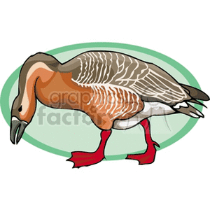 Side profile of common duck