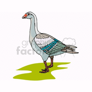 Colorful goose with grey teal and green wings