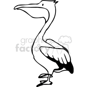Small pelican in white and black
