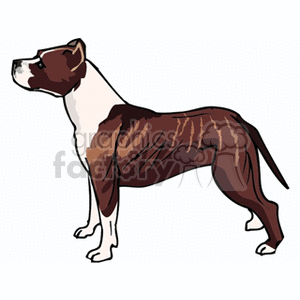 The image is a clipart illustration of a pit bull dog. The dog is standing in profile, with its body facing to the side and its head turned slightly towards the viewer. It has a white and brown coat, with distinct brown brindle patterns.