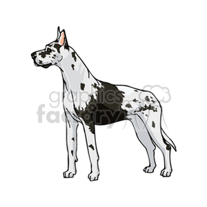 The clipart image displays a Great Dane, a large breed of dog known for its giant size. The dog is illustrated in a standing position with a primarily white coat featuring black spots.
