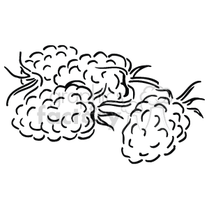 The image depicts a line art representation of a bunch of grapes. The grapes are grouped together on stems with individual grape berries visible.