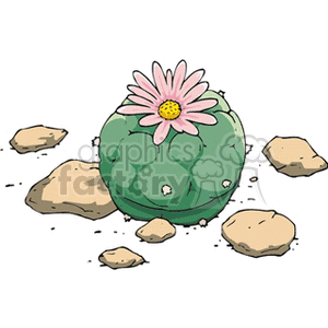 cactus331212