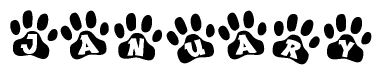 The image shows a series of animal paw prints arranged in a horizontal line. Each paw print contains a letter, and together they spell out the word January.
