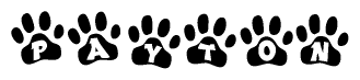 The image shows a row of animal paw prints, each containing a letter. The letters spell out the word Payton within the paw prints.