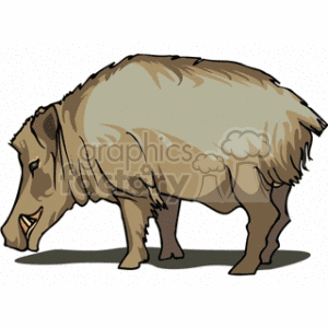 The clipart image depicts a wild boar. This boar is illustrated with a predominantly grey and beige color scheme, featuring pronounced tusks and a sturdy, robust body typical of a pig or hog.