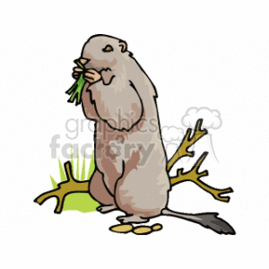 The clipart image shows a cartoon of a groundhog standing on its hind legs, eating some green vegetation. It is pictured near a brown branch or twig and there are several small rocks on the ground beneath it. The groundhog appears plump and is primarily a light brown or tan color.
