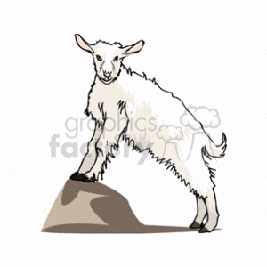 The clipart image features a fluffy lamb standing on a rock. The lamb appears in a playful or inquisitive pose, with its fur detailed to give a soft appearance.