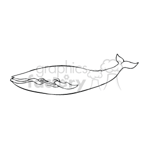 The clipart image depicts a blue whale, which is a type of whale and the largest animal on Earth

