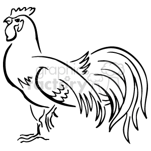 This is a black and white clipart image of a rooster. It appears to be a simple line drawing, capturing the outline and some internal details such as feathers, the comb, and the beak of the bird. The rooster is standing with its body profiled, tail feathers arching upwards, and head facing towards the left as if it's looking forward.