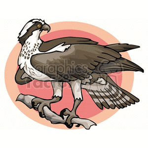 White crested hawk against a pink and peach background