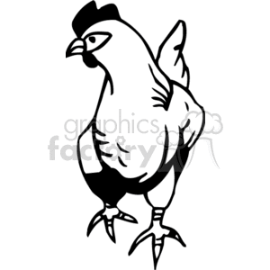 Black and white strutting rooster