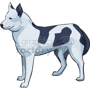 The image is a clipart illustration of a Siberian Husky dog. The husky is standing and appears to be alert. The canine is depicted with characteristic features such as thick fur, erect ears, and the typical color pattern of gray, black, and white commonly seen in the breed.