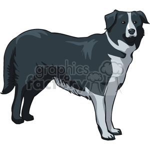 The clipart image shows a depiction of a Border Collie, which is a breed of dog known for its intelligence and herding abilities. The dog is illustrated in a standing position with a mostly black body, white chest, and distinct facial markings common to the breed.