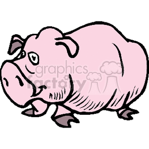 pink wrinkly  pig