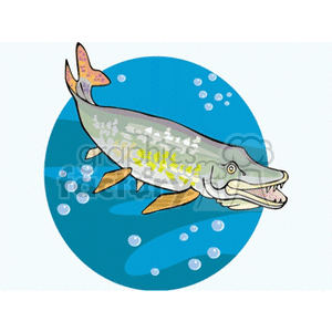 The clipart image depicts a stylized barracuda with sharp teeth swimming underwater. The fish is surrounded by bubbles, suggesting movement through water. The background is a simple blue circle representing the underwater environment.