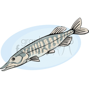 The clipart image depicts a stylized version of a fish, resembling a pike or a barracuda, with a long body, pointed snout, and patterned markings along its flanks. The background is a simple blue oval, suggesting an aquatic environment.