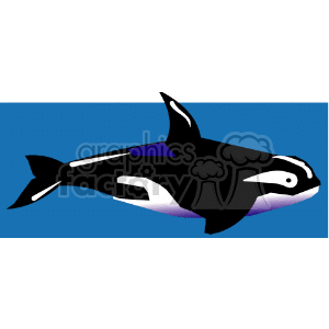 This clipart image depicts a stylized representation of a whale, specifically an orca or killer whale, swimming in the water.
