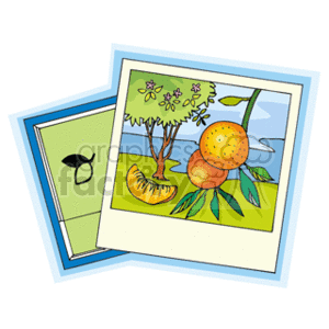 The image shows two overlapping clipart pictures. The top clipart is of an orange fruit tree with one whole orange and another cut in half, displaying the interior, set against a landscape background with a blue sky. The bottom clipart appears to be a green map or diagram with a black silhouette of a single fruit.