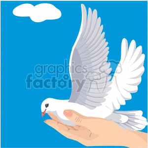 white pigeon