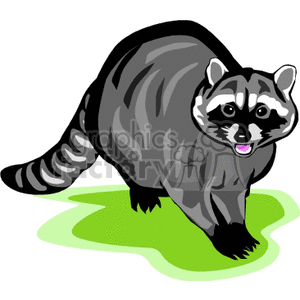 The clipart image depicts a cartoon raccoon standing on a green surface, with its characteristic black mask and striped tail.