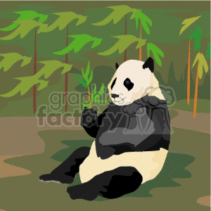 This image depicts a cartoon of a panda bear sitting and eating bamboo shoots. The panda is in a calm setting that resembles a bamboo forest, with multiple bamboo trees in the background. There are shades of green representing the foliage of the trees and the tranquility of a jungle habitat, characteristic of a panda's natural environment in Asia.