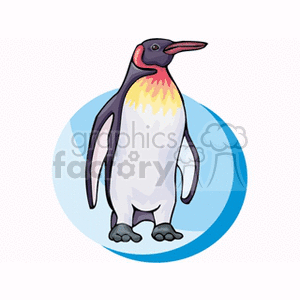 Standing king penguin