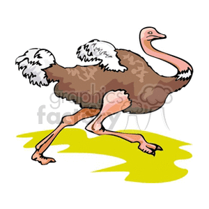 Ostrich in brown white and peach running