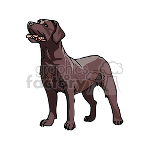 The clipart image depicts a stylized illustration of a brown dog standing with its body facing slightly to the side and its head turned to look upward. The dog appears to be a breed similar to a Labrador Retriever, characterized by its muscular build, short coat, and friendly expression.