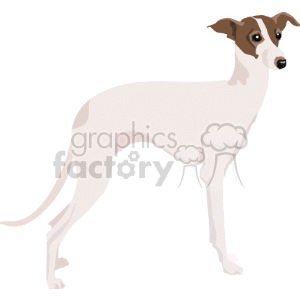 The clipart image depicts a stylized illustration of a greyhound dog. The dog is standing in profile, displaying the breed's characteristic lean and muscular build, deep chest, and slender legs.