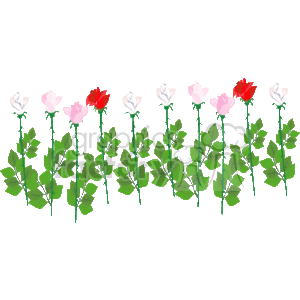 The image is a clipart illustration featuring a series of roses with different colors. There are white, pink, and red roses, each with green leaves and stems. The illustration is on a transparent background, making it suitable for overlaying onto different backgrounds.